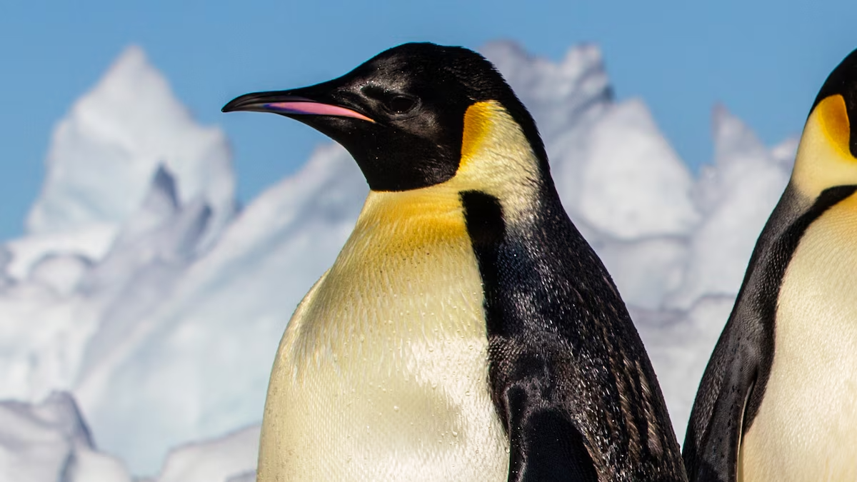 Emperor penguin